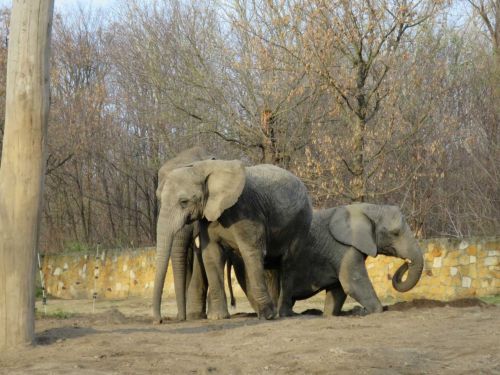 Słonie na nowym wybiegu.