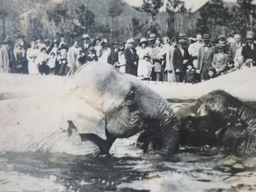 Widzowie w latach międzywojennych oglądają kąpiące się słonie.